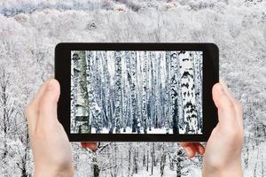 turist fotografier frysta björk skog i vinter- foto