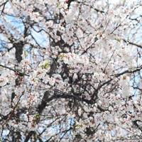 rosa äpple träd blommar med vit blommor på blå himmel bakgrund foto