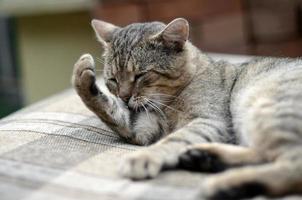 porträtt av tabby katt Sammanträde och slick hans hår utomhus och lögner på brun soffa foto
