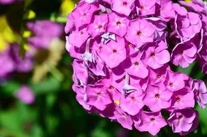 lila trädgård flox paniculata, rosa blommor sommar bakgrund foto