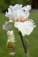 tysk iris, iris barbata foto