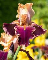 tysk iris, iris barbata foto