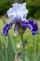 tysk iris, iris barbata foto