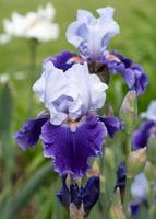 tysk iris, iris barbata foto