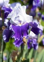 tysk iris, iris barbata foto