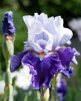 tysk iris, iris barbata foto