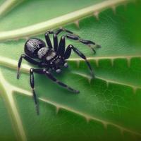 svart Färg söt Spindel på topp av en blad foto
