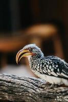 hornbill porträtt, söder afrika foto