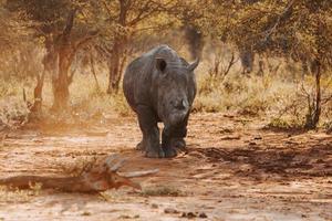 endangered vit noshörning foto
