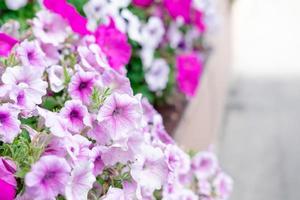 rosa petunior planterade utanför förbi de fönster. gata fönster dekorationer med blommor foto