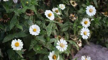 zinnia angustifolia, vanligen kallad smalbladig zinnia, vit blomma daisy tycka om, mycket skön. foto