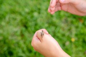 närbild av en gräshoppa vilar i de handflatan av en Pojkar hand. sommar berättelser med insekter. orädd barn. nyfiken barn. foto