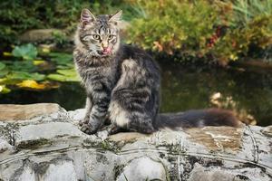 sibirisk katt. sitter på de Strand av de damm foto