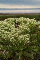 stänga upp blomning blommor begrepp Foto