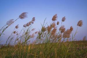Kans gräs eller sackarum spontaneum blommor fält mot de kväll färgrik blå himmel foto