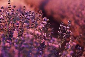 stänga upp av buskar lavendel- blomning doftande fält på solnedgång. lavendel- lila aromatisk blommor på lavendel- fält av de franska provence nära paris. foto