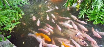 tropisk fisk damm med färgrik dekorativ grön tropisk plantage för bakgård dekoration idéer foto