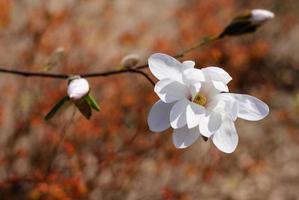 blomma av vit magnolia är blomstrande i de stad parkera på vår solig dag foto