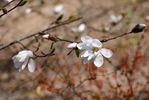 en gren av magnolia med vit blossande blommor i de stad parkera på vår solig dag foto