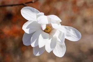 vit stänga upp magnolia blomma i de vår parkera foto