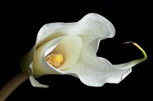 vit calla lilja blomma foto