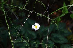 daisy blomma i en skog glänta. foto