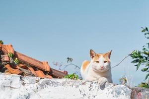 katt sitter på de staket, utseende in i de ram, de gator av de gammal stad, djur i de urban miljö. djur- vård, urban ekosystem, de aning av samexistens i de urban ekosystem foto