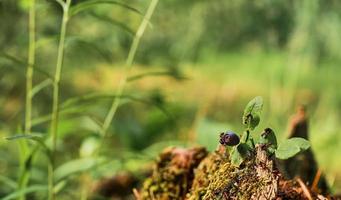 skog röd myror springa på grön mossa på stubbe och blåbär, skog grön bakgrund med fri Plats kopiera. de aning av de ekosystem av natur, vård för de välbefinnande av ekologi foto