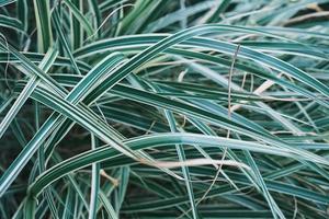 suddig naturlig bakgrund. phalaris arundinacea eller kanariefågel gräs. randig gräs lövverk med grön och vit löv, bakgrund eller skärmsläckare för natur baner eller parker och trädgårdar Nyheter. foto