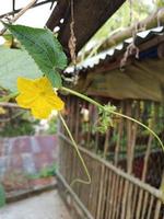 gurka blad med blommor foto
