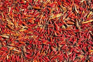 röd varm chili paprika, topp se. torkades i de Sol. foto