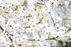 bakgrund av blomstrande vår träd blommor, vår begrepp, vykort foto