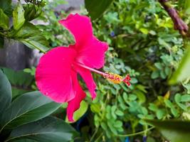 skön röd hibiskus blomma på en träd med suddig bakgrund, skott av en solig morgon- i en Hem trädgård. foto