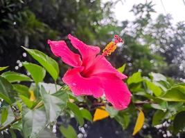 skön röd hibiskus blomma på en träd med suddig bakgrund, skott av en solig morgon- i en Hem trädgård. foto