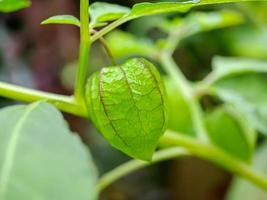 physalis minima träd, Hogweed, jord körsbär på träd, dvärg jord körsbär frukt. vetenskaplig namn physalis angulata. makro skott på en solig morgon. foto