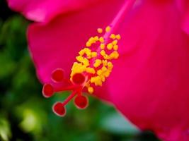 skön röd hibiskus blomma på en träd med suddig bakgrund, skott av en solig morgon- i en Hem trädgård. foto