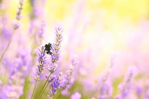 lavendel- blommor växt och blomma på suddig natur bakgrund. blommig bakgrund skön lavendel- blomma och bi natur.humla bi på lavendel.abstrakt källa. foto