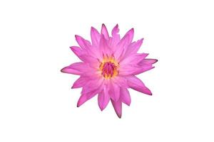 isolerat enda rosa nymphaeaceae eller lotus blomma med klippning stigar. foto
