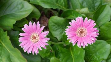 två gerbera daisy blooms i ett höst trädgård. foto