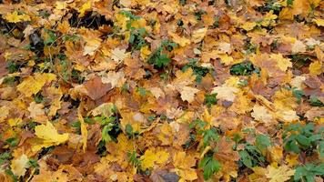 gul och orange ek och lönn falla löv, säsonger förändra. naturlig abstrakt bakgrund av fallen höst träd löv. skön mönster med neutral färger. minimal eleganta textur, trend begrepp. foto