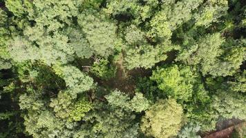 antenn se av skog i thailand. foto