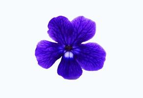 blå, violett eller lila blommor isolerat på vit bakgrund med klippning väg och göra urval. skönhet i natur, tropisk växt, form av flora och bukett av blommig. foto