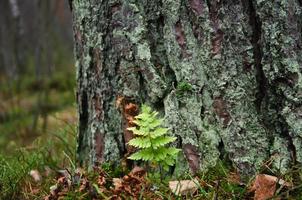 ormbunke blad nära en träd i de skog foto