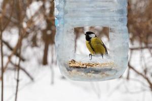 bra mes. fågel Sammanträde i en plast flaska matare. matning fåglar i vinter. foto
