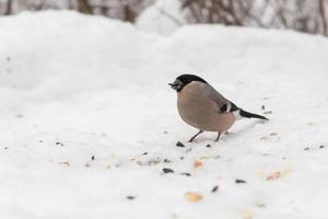 eurasian domherre kvinna Sammanträde i snö. fågel äter solros utsäde i de skog. foto