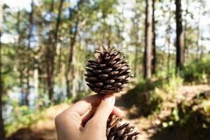 tall koner på en kvinna hand i en skog på en solig dag. pai, thailand. foto