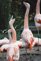 en flock av flamingos, stående lång på de Strand foto