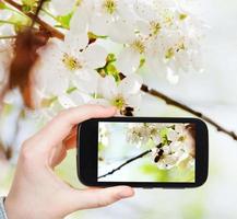 turist tar Foto av bi på körsbär blommor