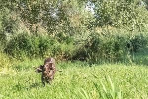 en Lycklig hund hämtning en stor pinne foto