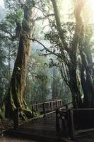 vacker regnskog vid ang ka naturstig i Doi Inthanon nationalpark, thailand foto